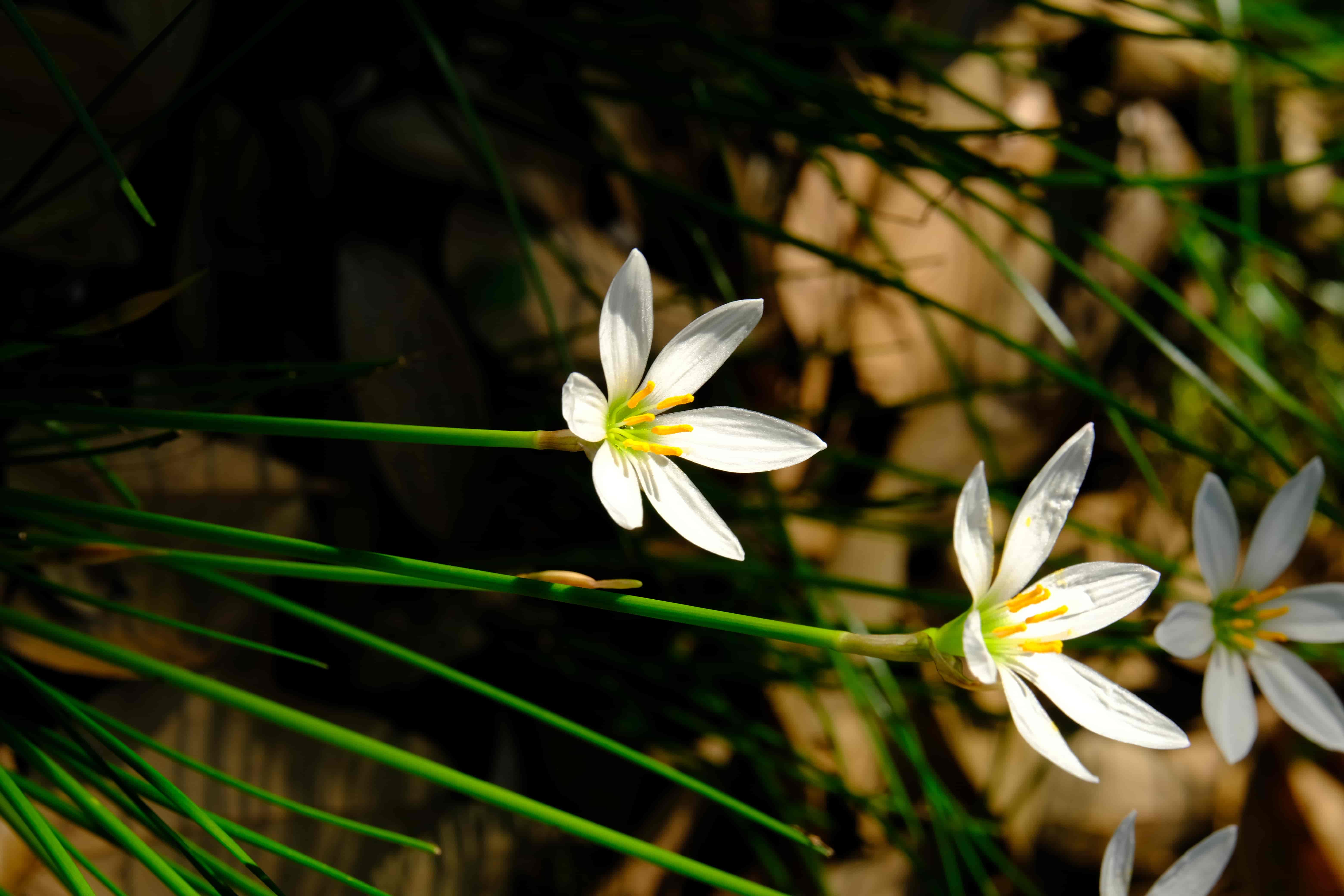 l8aa7mg3.png l8aa7mg3.png