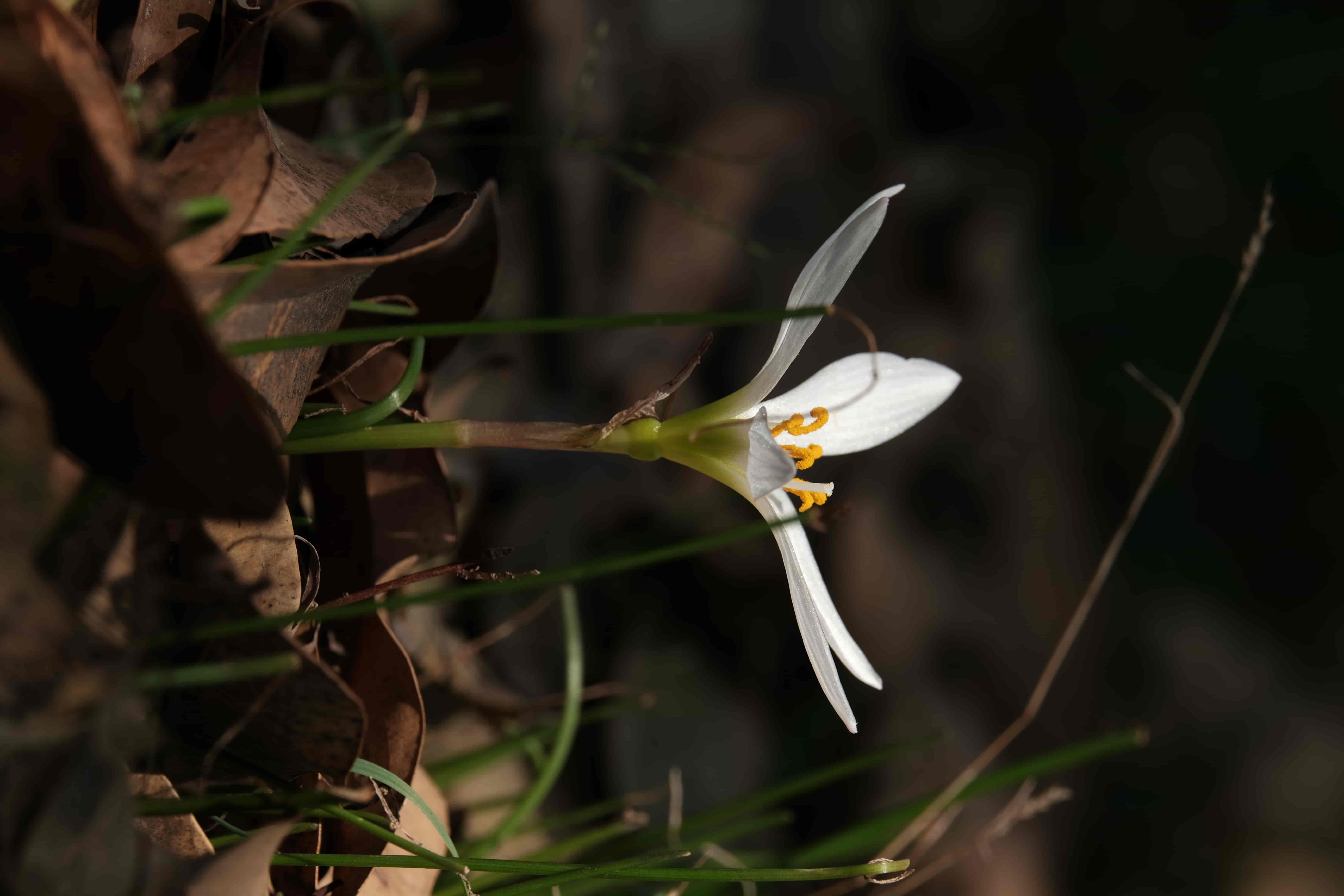 l8aa7euo.png l8aa7euo.png